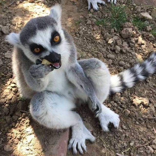 Pueblo Zoo, Pueblo Pueblo - Zoo and Wildlife Sanctuary in Pueblo | Joon ...