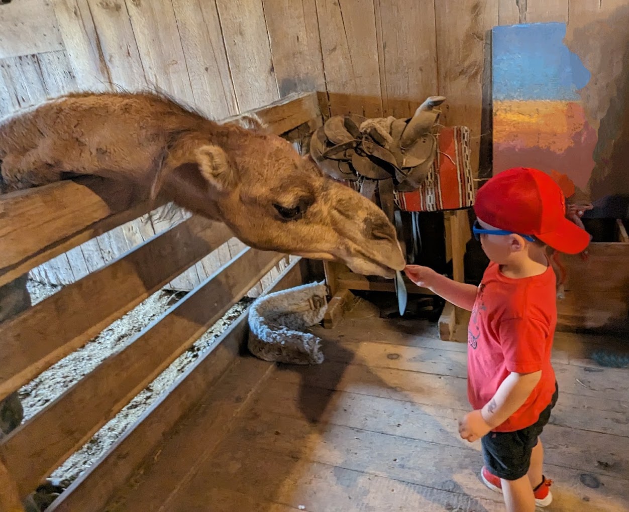 Rainbow Ranch Petting Zoo|Museums|Travel
