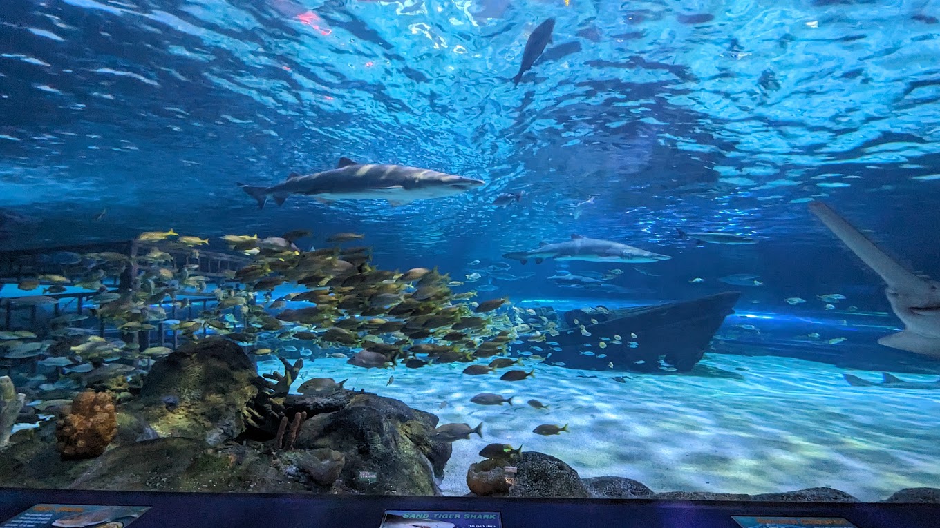 Ripleys Aquarium of Myrtle Beach Travel | Park