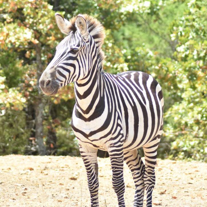 Rocky Ridge Drive-Thru Safari - Logo