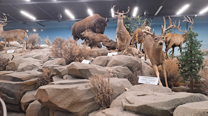 Rosenbruch Wildlife Museum Travel | Museums