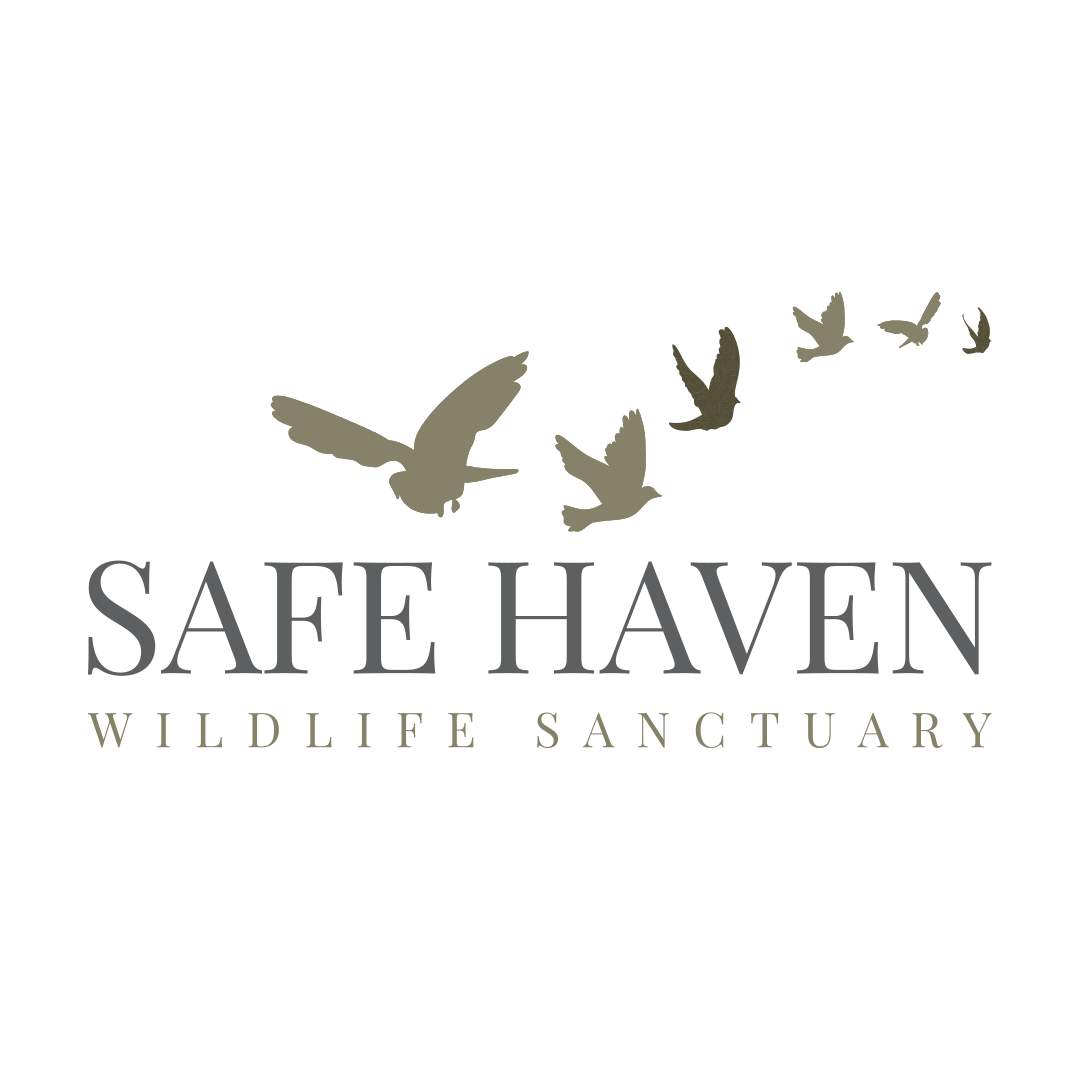 Safe Haven Rescue Zoo - Logo