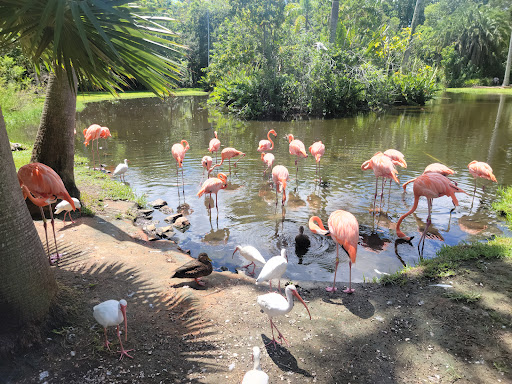 Sarasota Jungle Gardens Travel | Zoo and Wildlife Sanctuary 