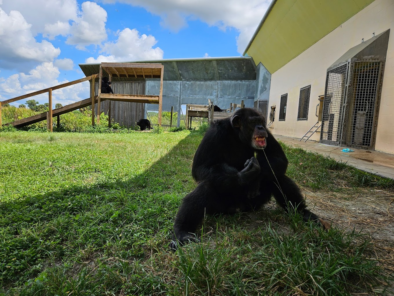 Save the Chimps, Travel | Zoo and Wildlife Sanctuary 