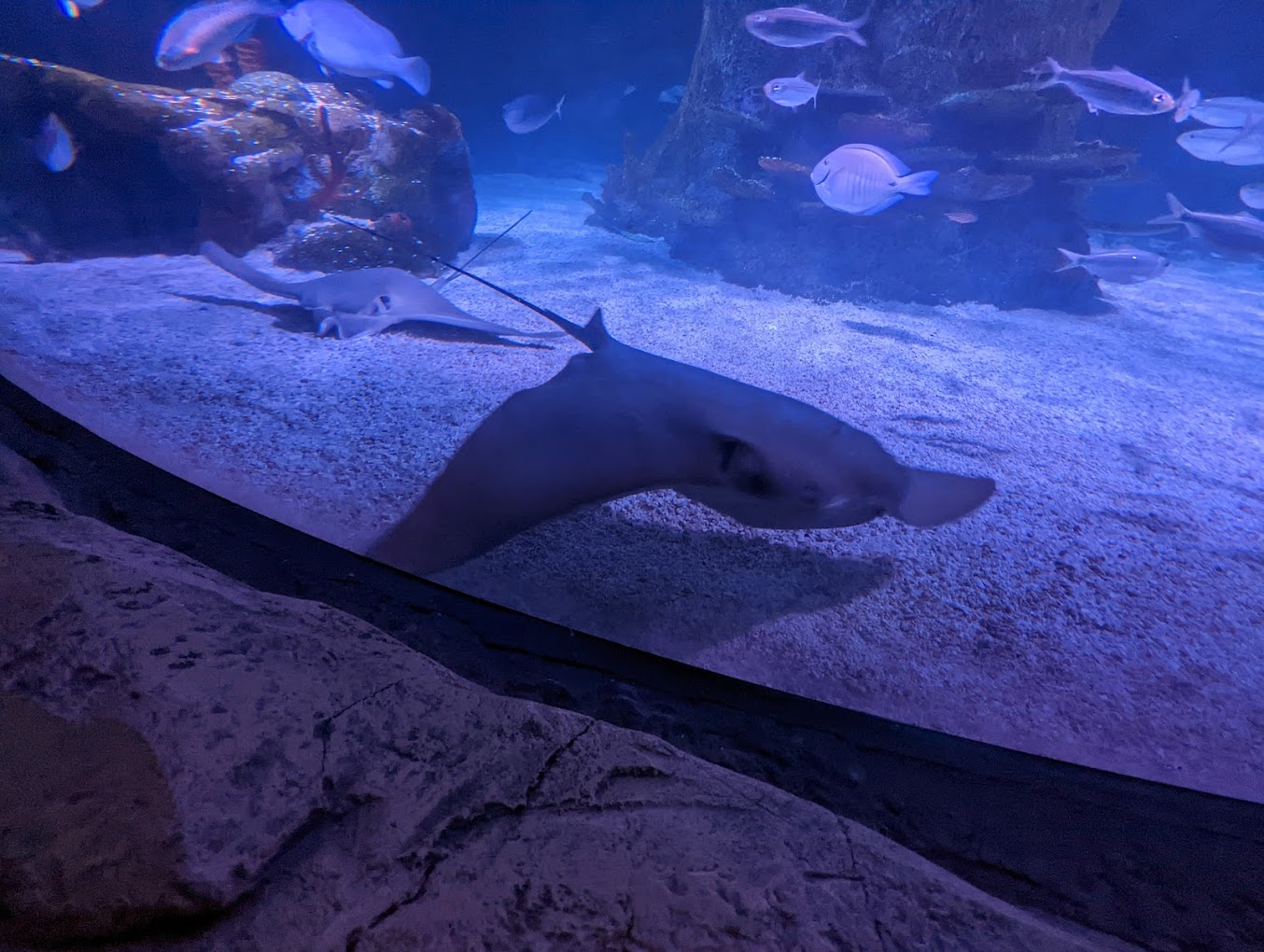 Sea Life San Antonio Aquarium Travel | Park