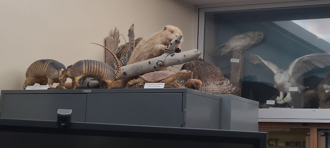 Sierra College Natural History Museum Travel | Museums