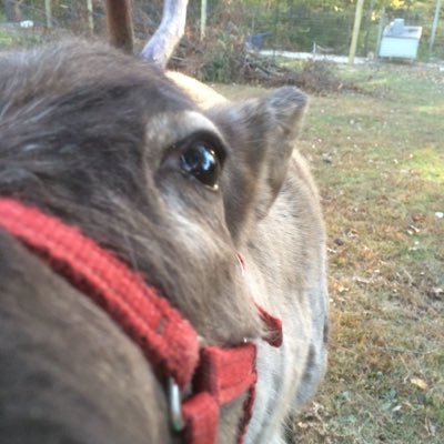 Snowman's Reindeer Farm|Museums|Travel