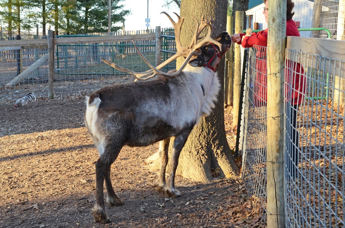 Snowmans Reindeer Farm Travel | Zoo and Wildlife Sanctuary 