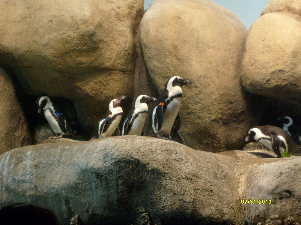 Steinhart Aquarium Travel | Park