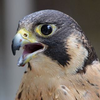 Tampa Bay Raptor Rescue Logo