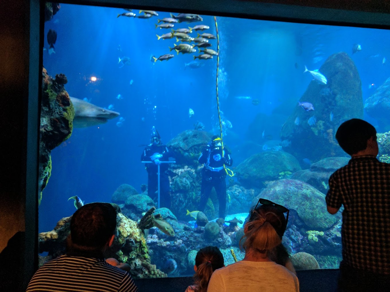 Tennessee Aquarium Travel | Park