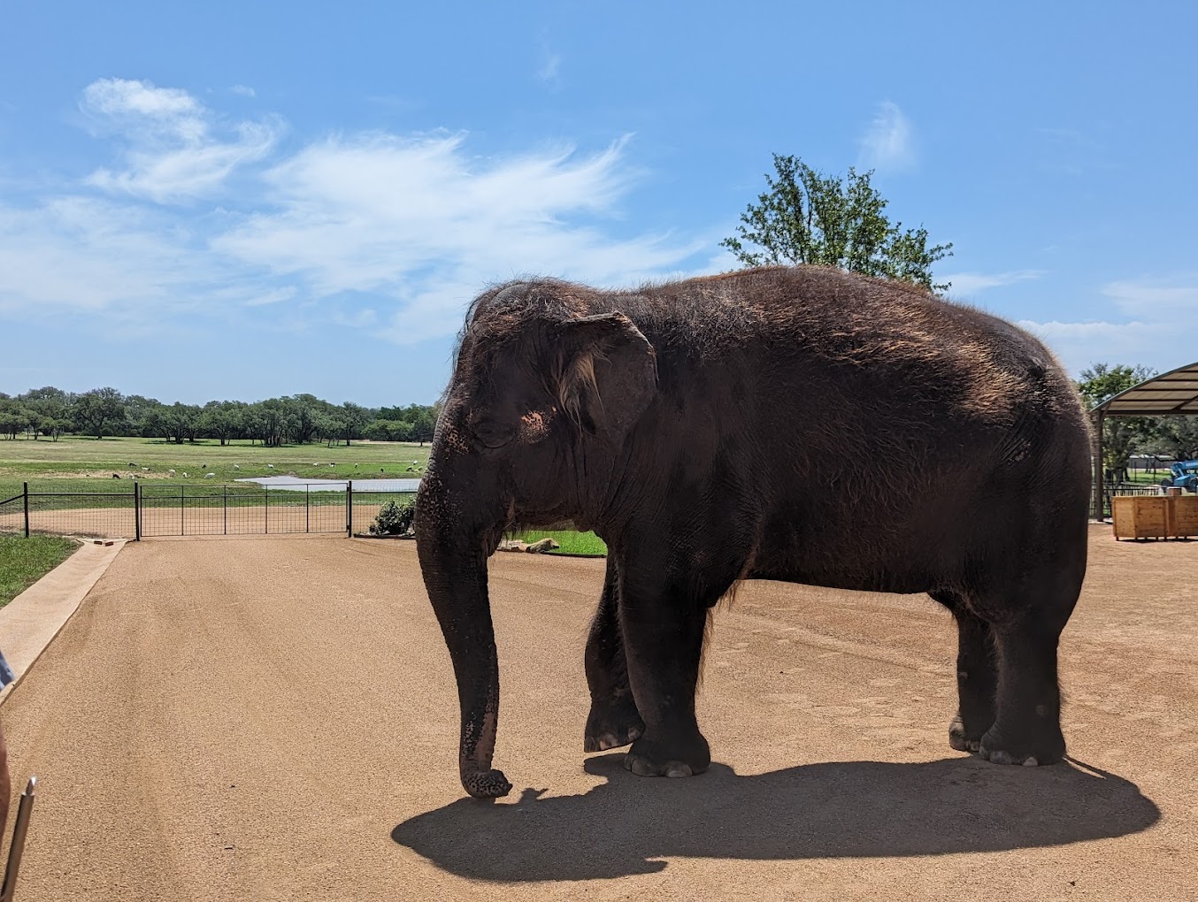 The Elephant Preserve Logo