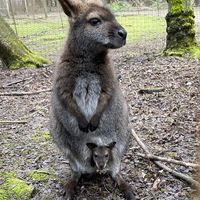 The Outback Kangaroo Farm - Logo