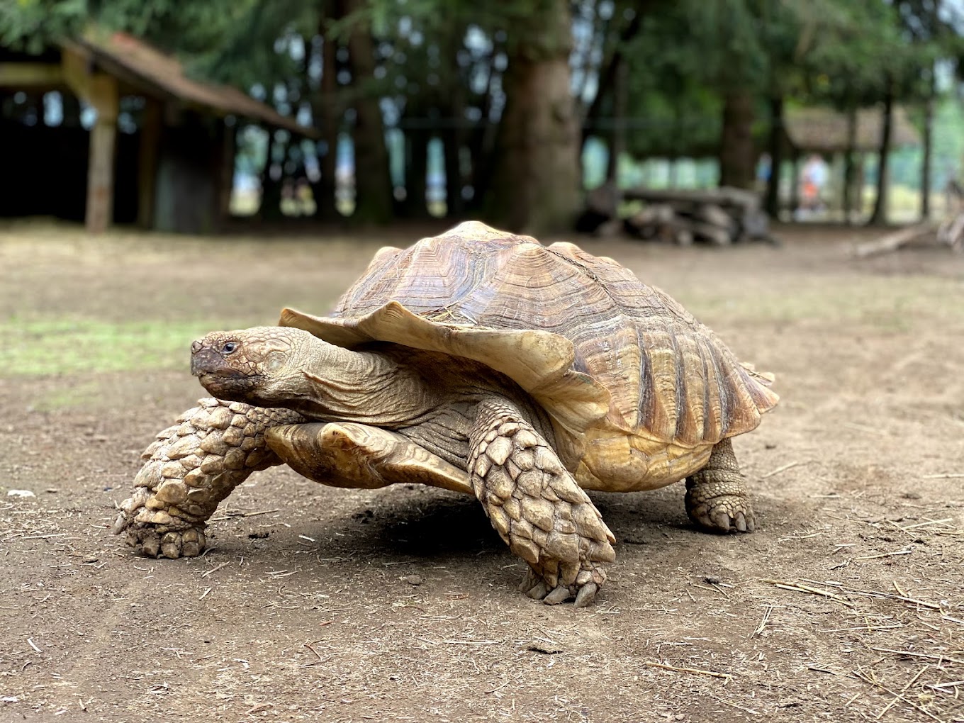 The Outback Kangaroo Farm Travel | Zoo and Wildlife Sanctuary 