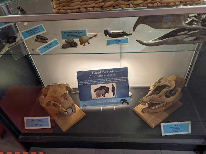 The Palm Beach Museum of Natural History Travel | Museums