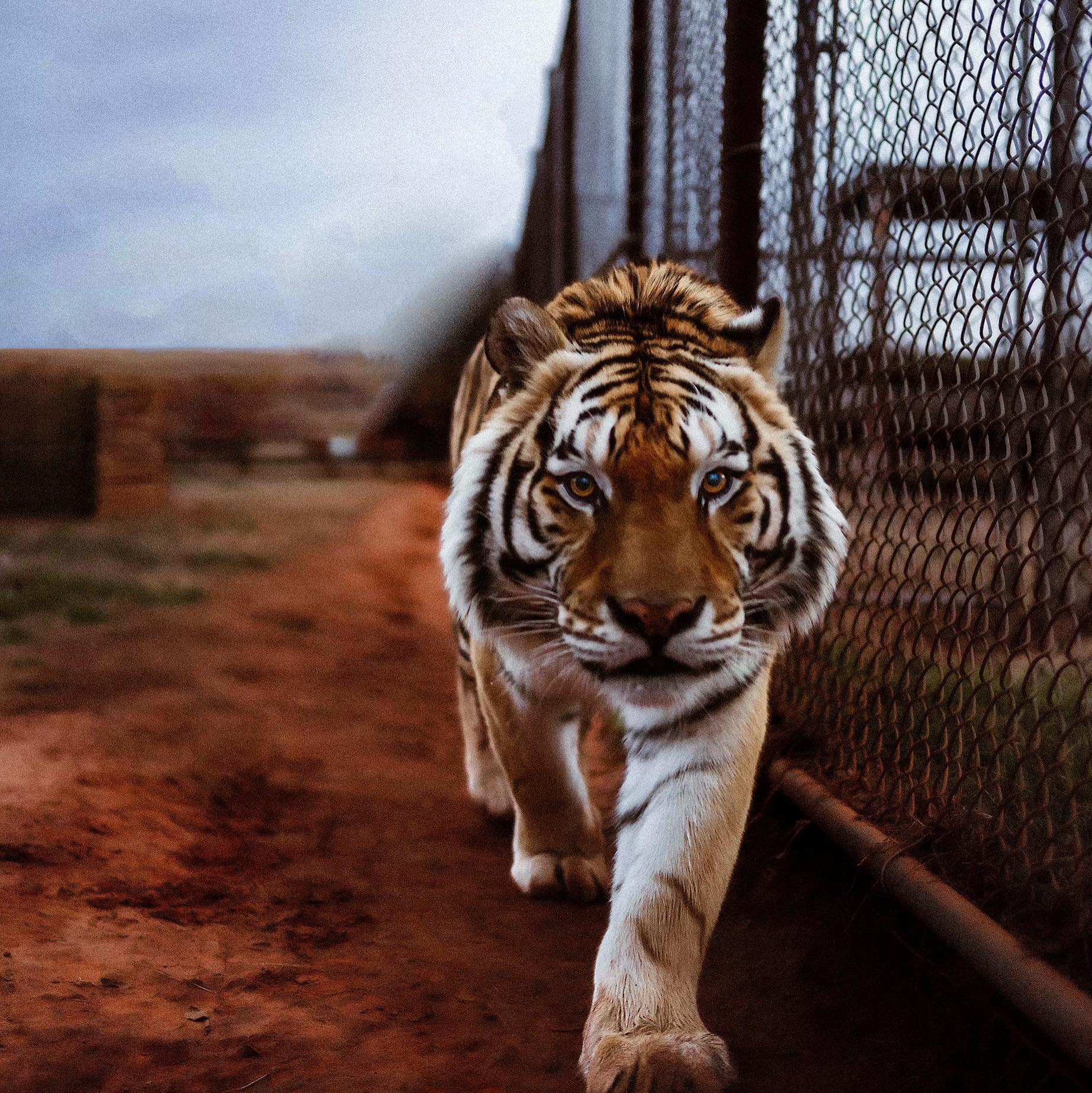 Tiger Safari Zoological Park Logo