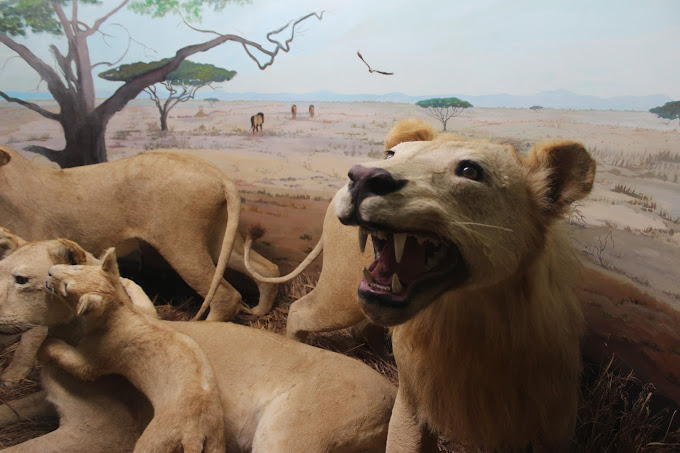 Touchstone Wildlife and Art Museum Travel | Museums