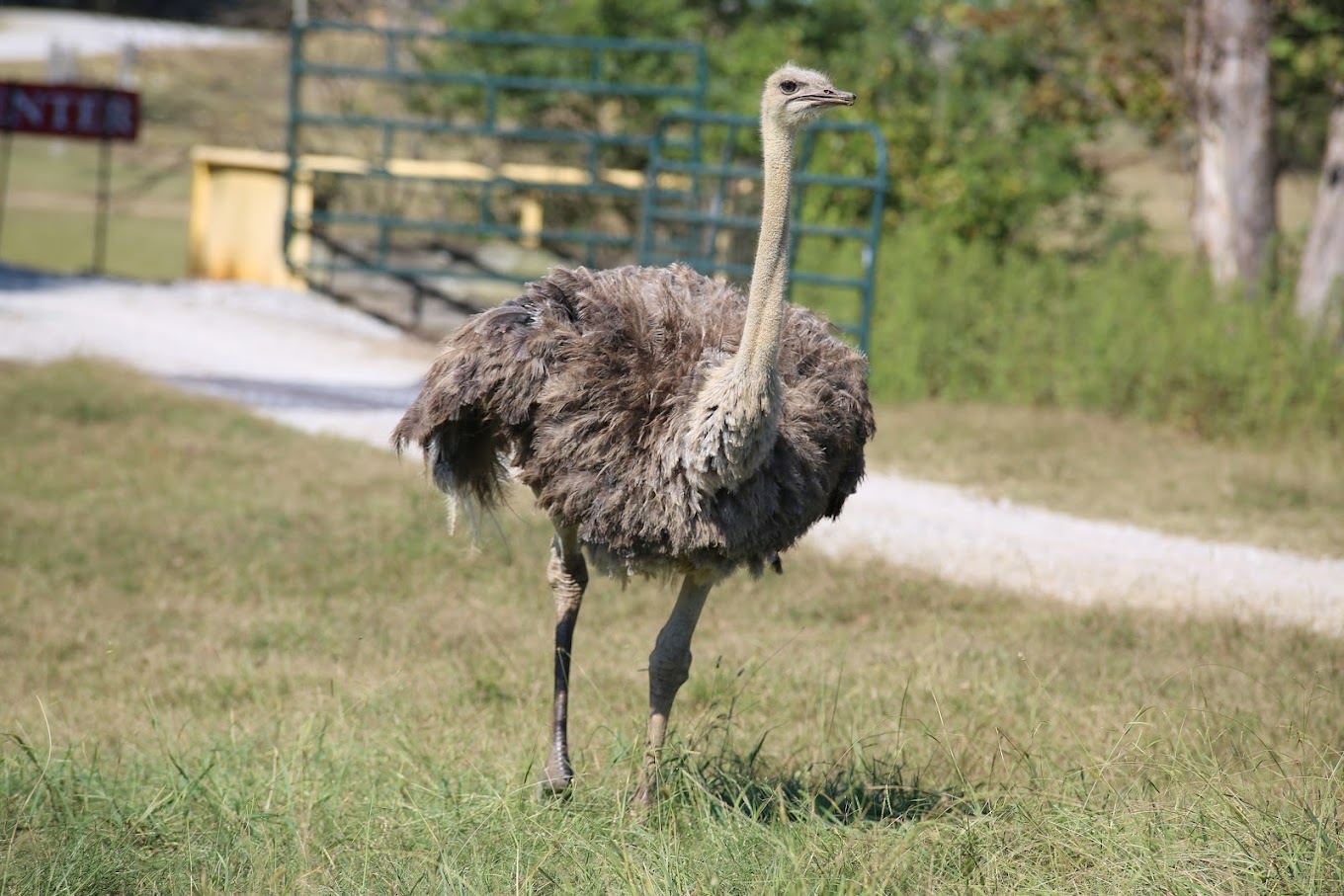 Tupelo Buffalo Park and Zoo Travel | Zoo and Wildlife Sanctuary 