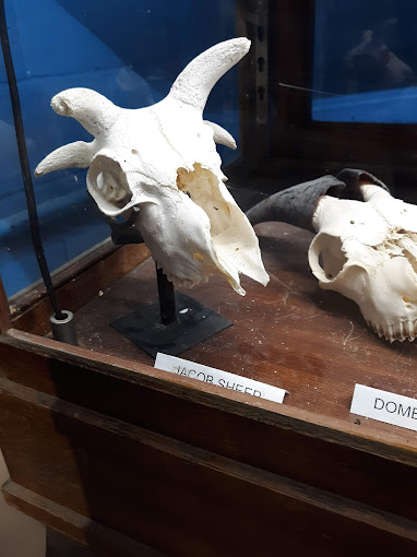 Two Medicine Dinosaur Center Travel | Museums