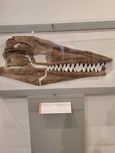 University of Colorado Museum of Natural History Travel | Museums