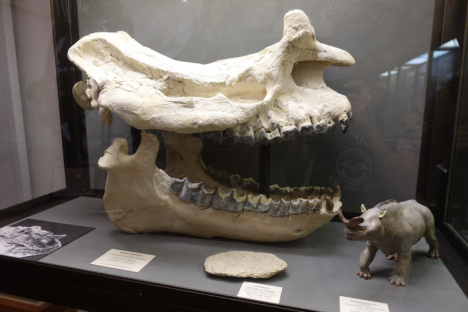 UW Madison Geology Museum Travel | Museums