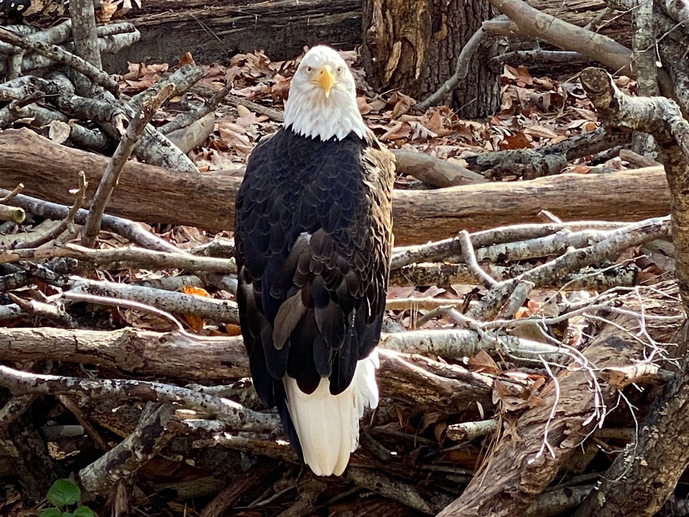 Virginia Living Museum Travel | Park