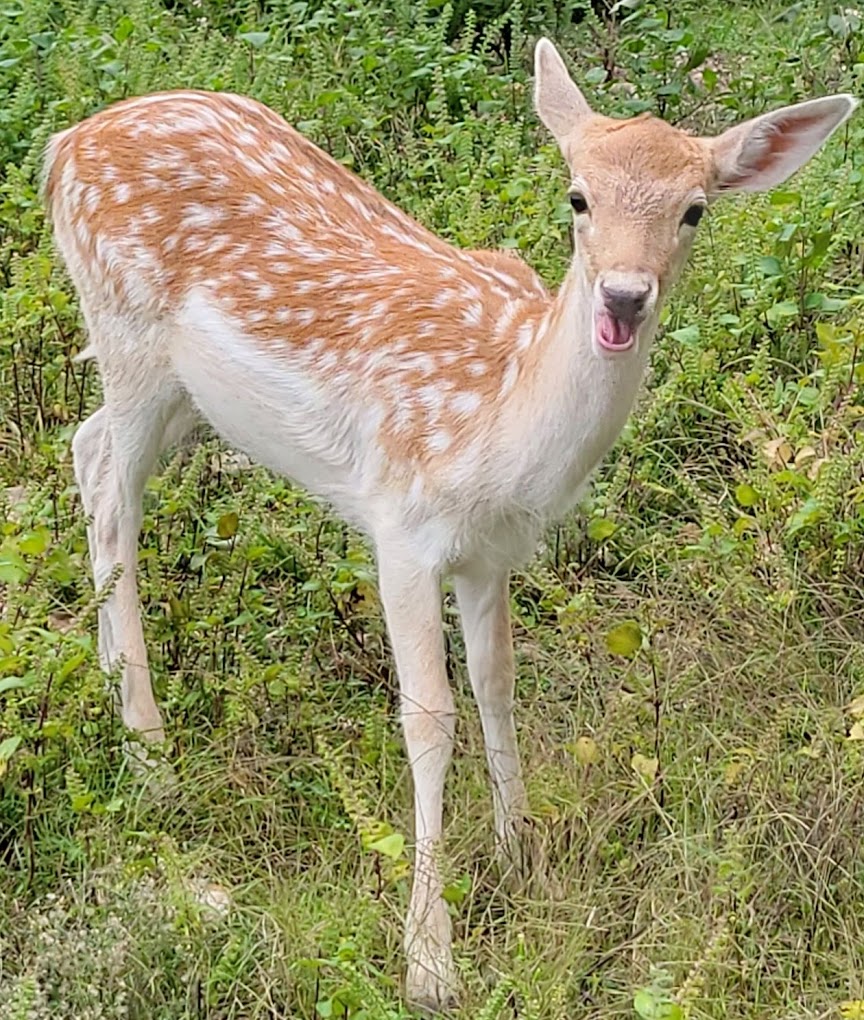 Wild Animal Safari Travel | Zoo and Wildlife Sanctuary 