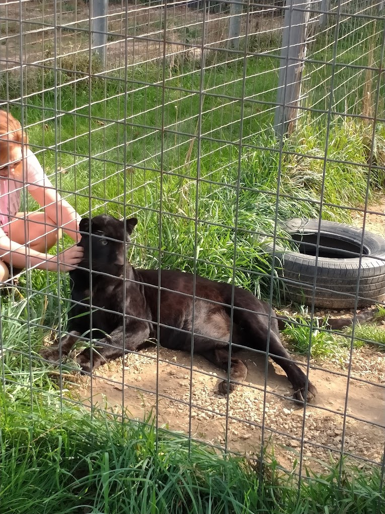 Wisconsin Big Cat Rescue Travel | Zoo and Wildlife Sanctuary 