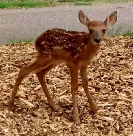 Wisconsin Deer Park|Zoo and Wildlife Sanctuary |Travel