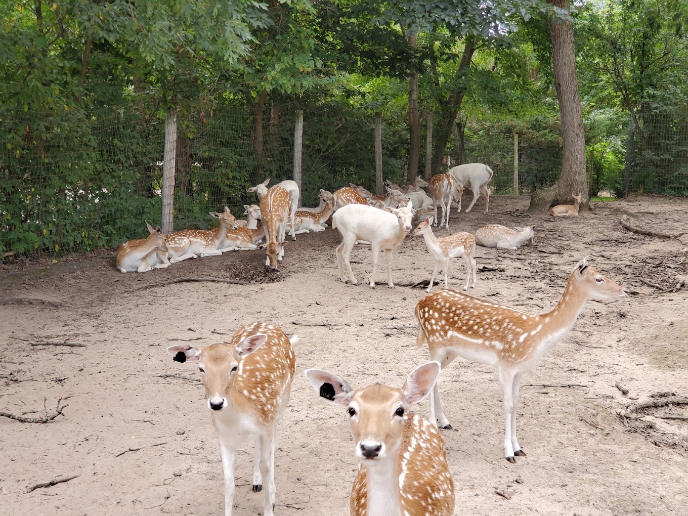 Wisconsin Deer Park Travel | Zoo and Wildlife Sanctuary 