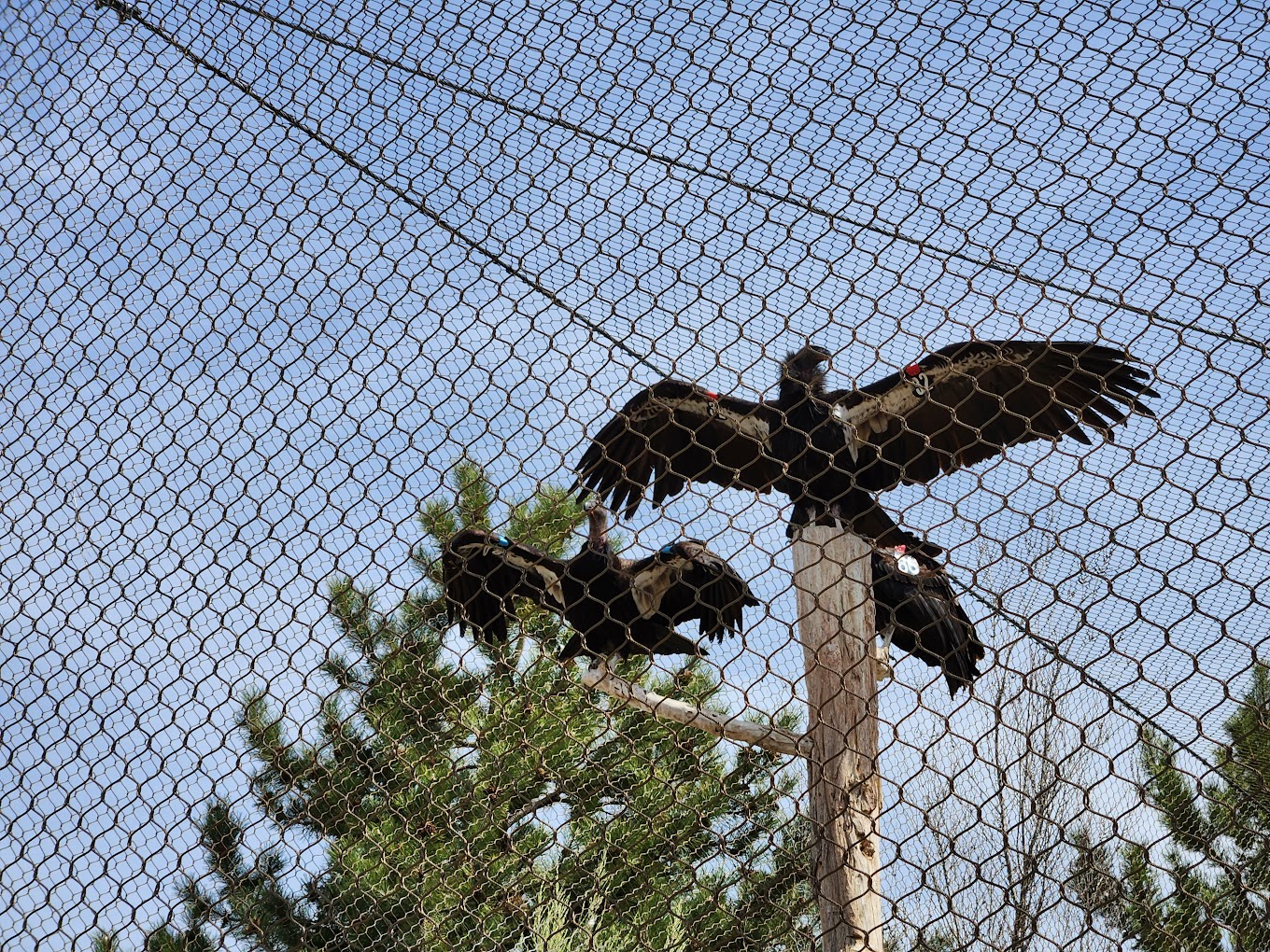 World Center for Birds of Prey Travel | Zoo and Wildlife Sanctuary 